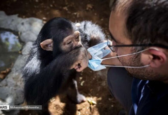 黑猩猩被人类照顾长大 最后却惨遭同类打死