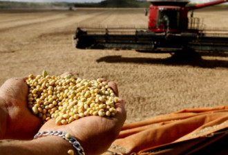中国扩种大豆 专家：国际环境不确定须强化自给