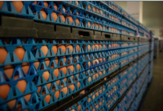 美国蛋价持续上涨 食品通膨可能更严重