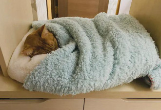 买的猫窝却被儿子霸占 猫看后都懵了