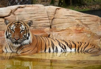 一个动作 令濒临灭绝的马来亚虎被射杀