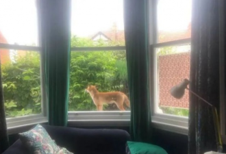 萌化了！野生小狐狸和家养小猫隔窗生情