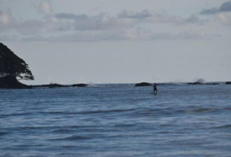 无人机拍到鲸鱼用鳍推动冲浪者坐的划水板