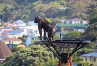 惠灵顿动物园明星黑猩猩去世，游客怀念