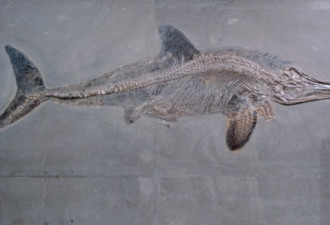 巨大鱼龙化石出土 英国最伟大古生物学发现之一