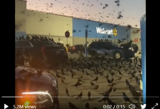 密恐症发作 无数黑鸟占领沃尔玛停车场画面惊人