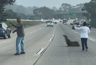 加州高速路有海狮逛大街！交通大乱 被认出惯犯