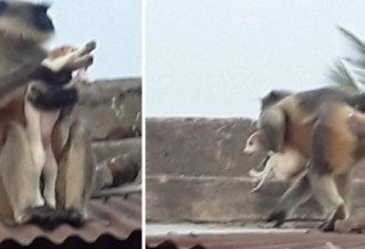 印度猴群：一个月前杀狗报仇 现在淹死婴儿