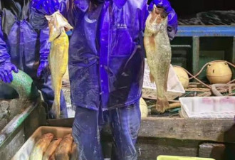 渔民一网捕捞2000多公斤野生大黄鱼 卖957万