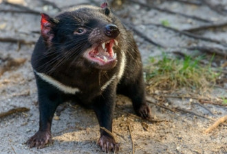 塔斯马尼亚袋獾或打破食腐动物常见模式