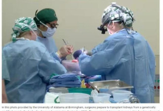 美科学家报告猪器官移植实验 这次是猪肾