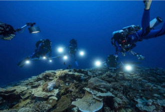 大溪地附近发现超大珊瑚礁 健康未受损