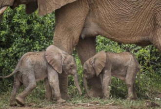 超罕见、超萌：肯尼亚出现双胞胎小象