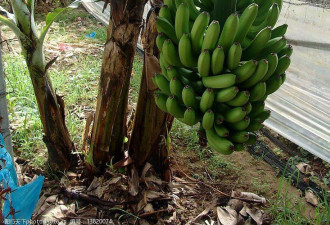 超级食品: 喂饱亿万饥民的非洲香蕉树