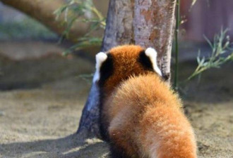 网友在动物园偶遇小熊猫 其尾巴完胜柯基