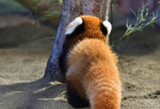 网友在动物园偶遇小熊猫 其尾巴完胜柯基