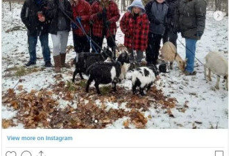 无奇不有！冬日组团去安省农场溜山羊！