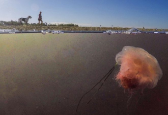 澳洲水母激增，海滩游客被蜇事件频发
