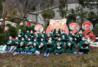 中国20只新生大熊猫集体亮相“拜年”