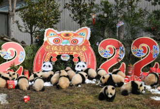 中国20只新生大熊猫集体亮相“拜年”