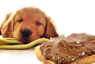 让狗狗致命的“10种食物”，你有在喂吗？