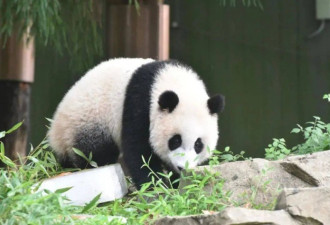 海外出生也是中国的！美国不还大熊猫？想得美