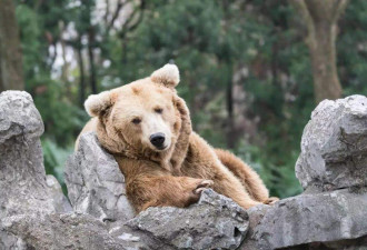 恐怖！3岁女童遭母亲丢进棕熊区险丧命