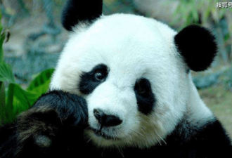 曾有个女人将活体大熊猫走私出中国
