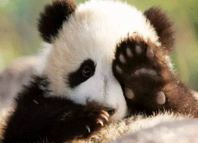 曾有个女人将活体大熊猫走私出中国