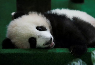 美国拟立法：在美国出生的大熊猫 将不归还中国
