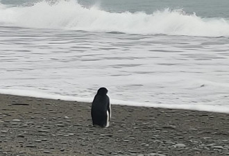 南极企鹅游到纽西兰！筋疲力尽&quot;望海画面&quot;曝光