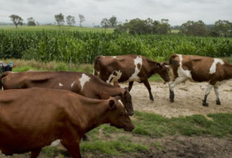 Woolies宣布将取消牛奶税 引奶农不满