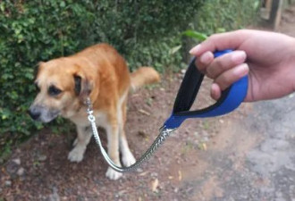 不捡狗粑粑 他们验屎DNA寄罚单