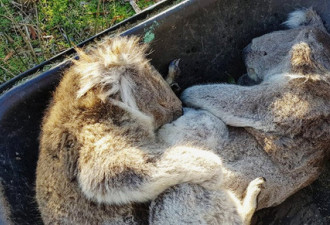 抢救无效！澳洲宣布考拉列为“濒危物种”
