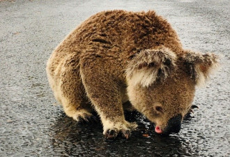抢救无效！澳洲宣布考拉列为“濒危物种”