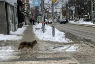 郊狼在多伦多市区频现，市政：交配季节到了