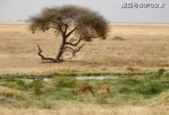 114万年前人类褪毛发 7万年前穿衣服为何