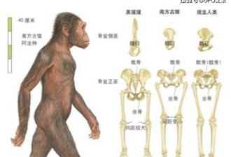 114万年前人类褪毛发 7万年前穿衣服为何