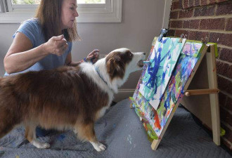 美国一只狗画的画卖了约13万 主人训练它7年
