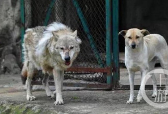 动物园一母狗陪公狼5年未育 园方:它们纯洁友谊