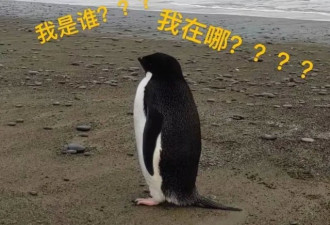 史上最倒霉企鹅：从南极游3000公里上岸，懵了