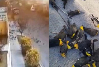 诡异：大批黑鸟竟集体“自杀”  视频曝光