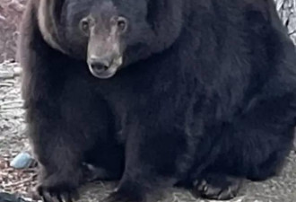 美国巨型黑熊洗劫38户人家 引上百起报警