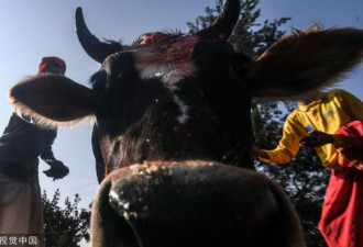 4名印度男子虐待强奸母牛犊 引发骚乱