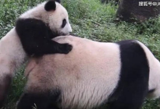 中国首创！已放生10只大熊猫 母兽带崽法有用？
