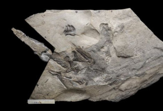 BBC：英国天空岛发现最大侏罗纪翼龙化石