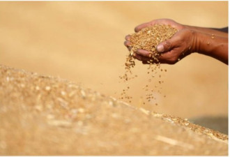 中国突然宣布：允许俄罗斯全境小麦进口