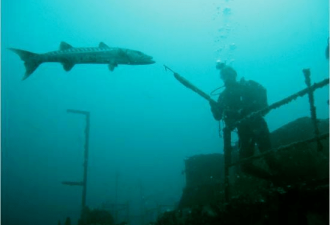 1100辆保时捷沉深海，会成鱼类天堂吗？