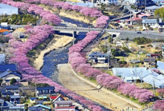 日本静冈县河畔樱花绽放 镜头下枝连成片