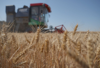 中国小麦进口八成来自澳美加！俄进口不足1%！